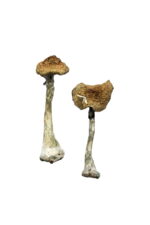 A-Magic-Mushrooms