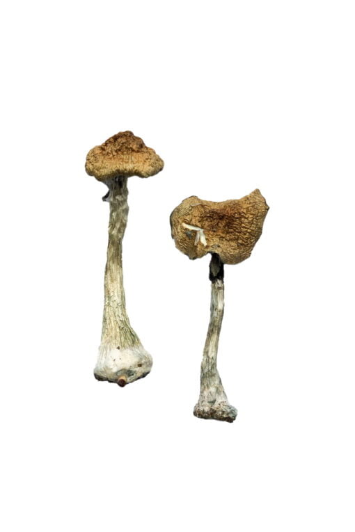 A-Magic-Mushrooms