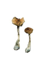 A-Shrooms