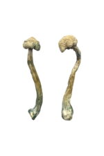 Albino Treasure Coast Magic Mushrooms