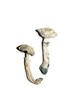 Avery’s Albino Magic Mushrooms