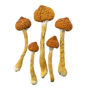 Brazilian Magic Mushrooms - Psychedelic Today Brazilian Magic Mushrooms