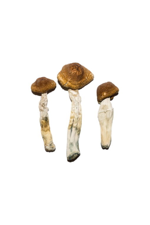 Brazilian-Magic-Mushrooms