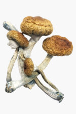 Buy Costa Rican Magic Mushrooms online
