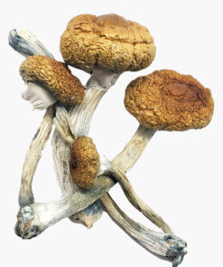 Buy Costa Rican Magic Mushrooms online