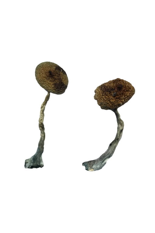 Costa Rican Magic Mushrooms