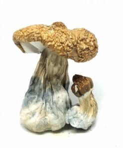 Costa Rican Magic Mushrooms
