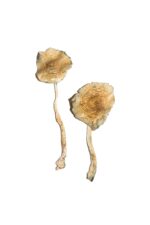Cuban Mushrooms