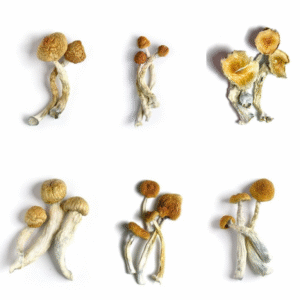 Cuban Mushrooms