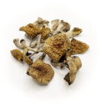 Daddy Long Legs Cubensis Mushrooms