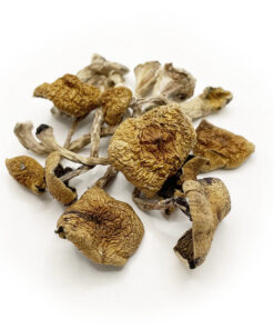 brazilian magic mushrooms
