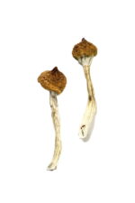 Dancing Tiger Magic Mushrooms