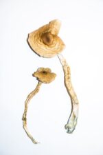Golden Teachers Magic Mushrooms