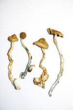 Golden Teachers Magic Mushrooms