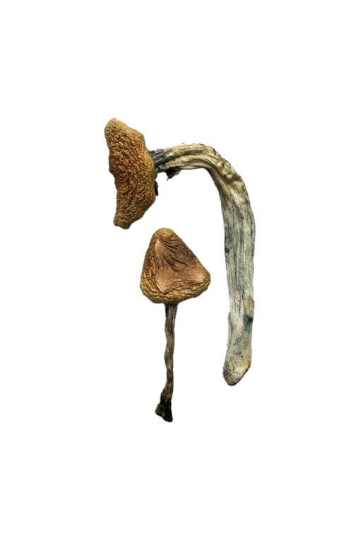 jedi mind fuck mushrooms