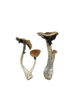 koh samui mushrooms