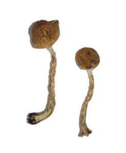 Malabar Magic Mushrooms