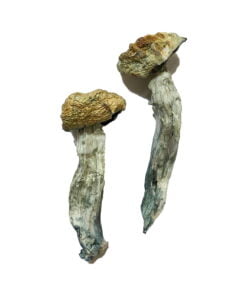 Mazatapec Magic Mushrooms