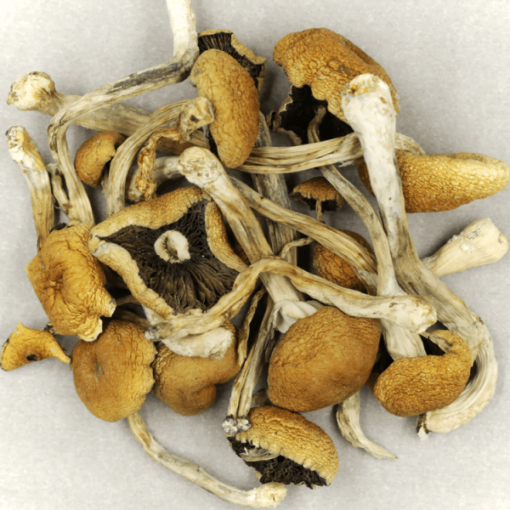 magic mushrooms