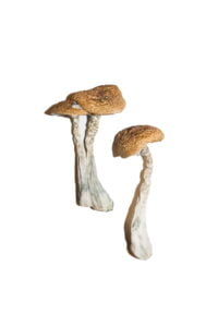buy shroom uk, buy shroom canada buy shroom usa, shrooms for sale, shroom near me, buy magic mushrooms, buy magic mushroom online, mushroom near me, psychedelic, buy psychedelic online, buy mushroom australia, buy mushroom ireland,