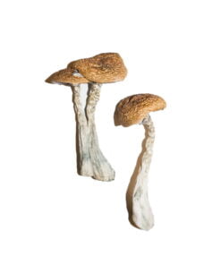 buy shroom uk, buy shroom canada buy shroom usa, shrooms for sale, shroom near me, buy magic mushrooms, buy magic mushroom online, mushroom near me, psychedelic, buy psychedelic online, buy mushroom australia, buy mushroom ireland,