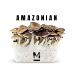 Magic Mushroom Grow Kit PES Amazon by Mondo®