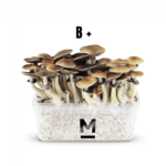 Magic Mushroom Grow Kit B+ by Mondo®