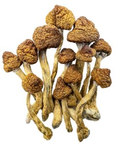 brazilian magic mushrooms