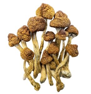 Brazilian Magic Mushrooms - Psychedelic Today Brazilian Magic Mushrooms