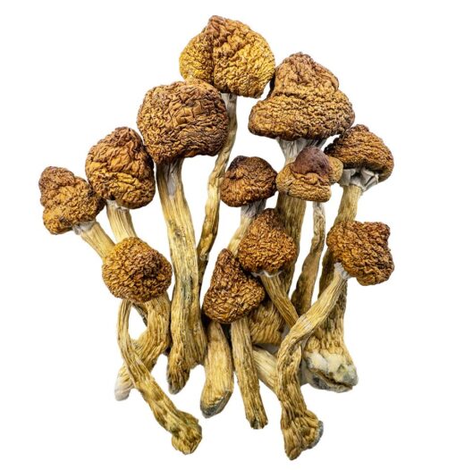 Brazilian Magic Mushrooms