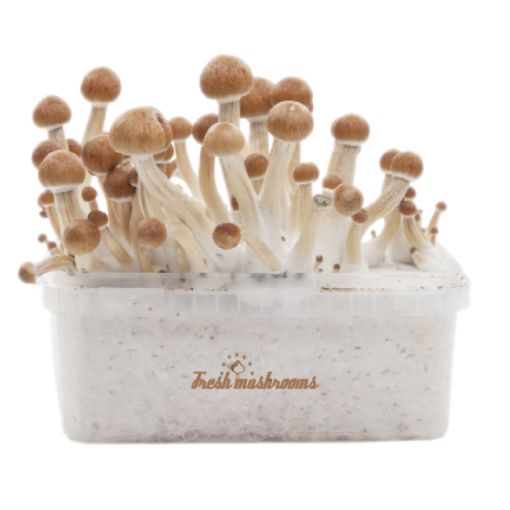 freshmushrooms_amazoniaxp_2