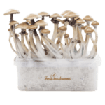 Magic mushroom grow kit Golden Teacher XP by FreshMushrooms®