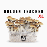 Magic Mushroom Grow Kit Golden Teacher XL by Mondo®