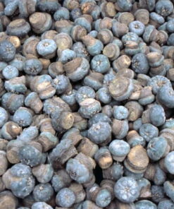 Buy Peyote