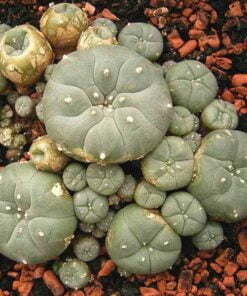 Lophophora Williamsii Seeds (Peyote Seeds)