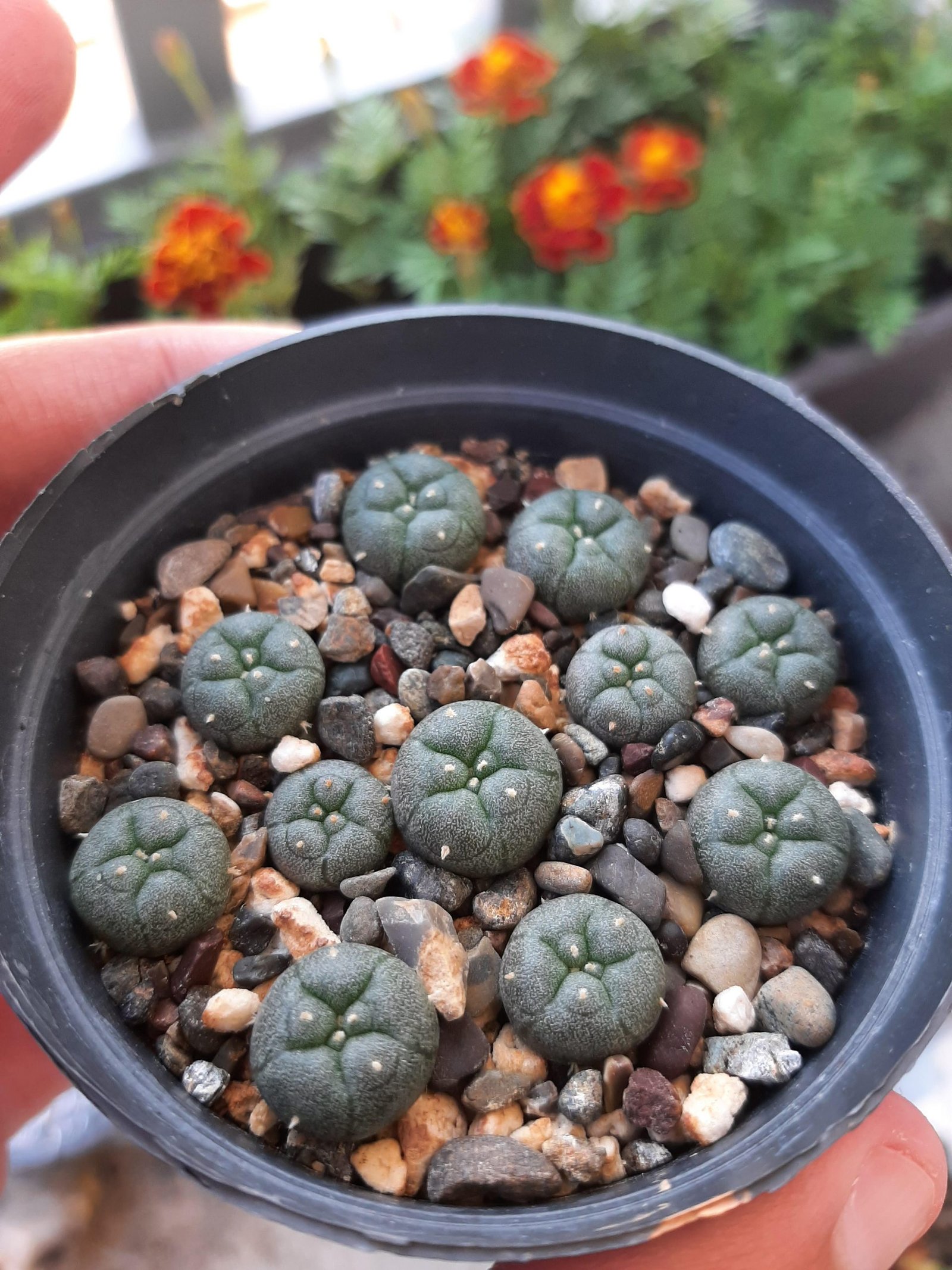 Peyote Seeds Peyote Basic Info: Lophophora Williamsii Guide, History, Effects
