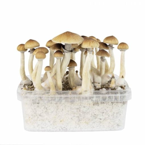 Buy Magic Mushroom