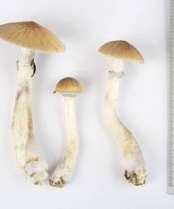 EZ-Grow Kit Thai