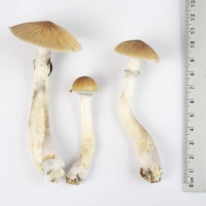 EZ-Grow Kit Thai