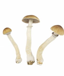 EZ-Grow Kit Thai