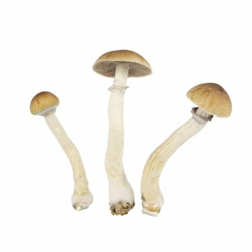 EZ-Grow Kit Thai