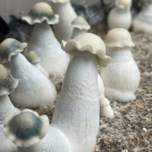 Albino Penis Envy Mushrooms