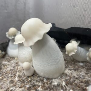 Albino Penis Envy Mushrooms