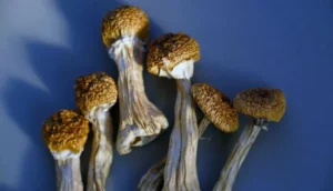 How Golden Teacher Mushrooms Can Help With Depression