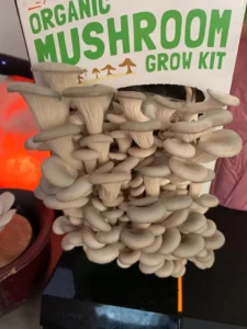 Top 5 Best Mushroom Growing Kits for Beginners - Psychedelic Today Back To The Roots Organic Mushroom Grow Kit