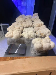 Top 5 Best Mushroom Growing Kits for Beginners - Psychedelic Today North Spore Lion’s Mane Mushroom Kit