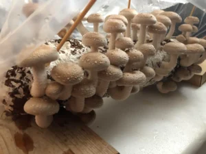 Top 5 Best Mushroom Growing Kits for Beginners - Psychedelic Today Root Mushroom Farm Shiitake Growing Kit