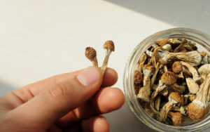 Benefits of Golden Teacher Mushrooms for Mental Health - Psychedelic Today Golden Teacher Mushroom