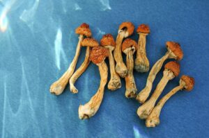 Golden Teacher Mushroom