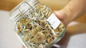 Benefits of Golden Teacher Mushrooms for Mental Health - Psychedelic Today Golden Teacher Mushroom